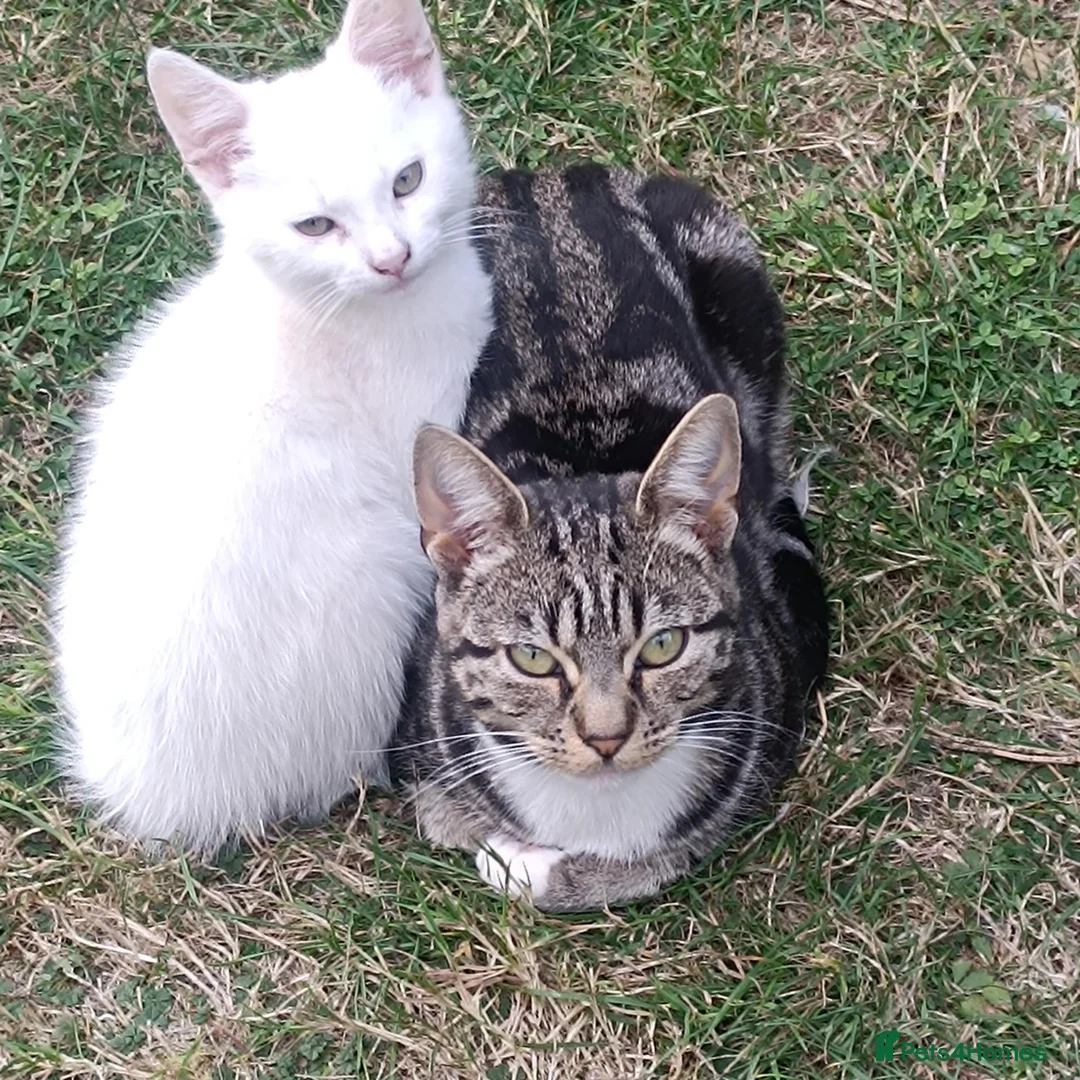 Mixed Breed cats for sale: Beautiful male kitten for sale - Advert 8