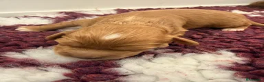 Cavapoo 3
