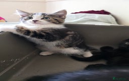 Mixed Breed cats for sale: Adorable kittens  - Image 6