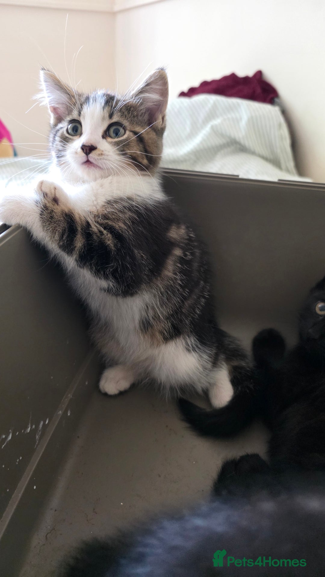 Mixed Breed cats for sale: Adorable kittens  - Image 6