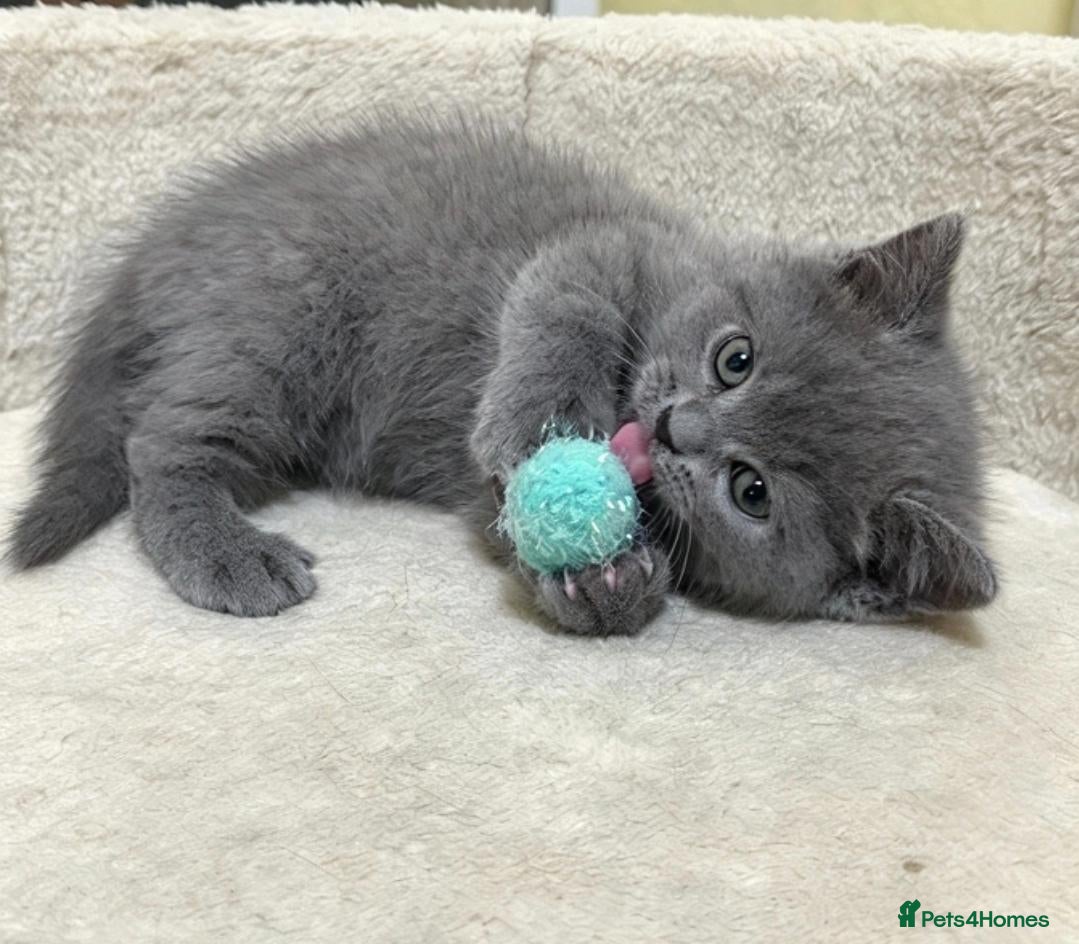 British Shorthair cats for sale: British shorthair kitten 💙💙💙 - Advert 6