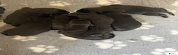 Labrador Retriever dogs for sale: Black Labradors boys and girls  - Advert 12