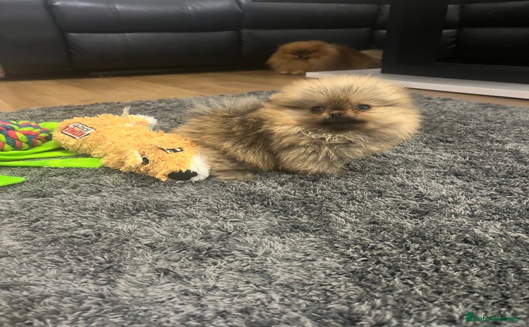 Pomeranian dogs 🔥Very Tiny(450gr)🧸Top Quality 💎 - Advert 14