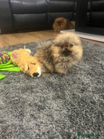 Pomeranian dogs 🔥Very Tiny(450gr)🧸Top Quality 💎 - Advert 2