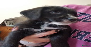 Jackapoo dogs - Advert 1