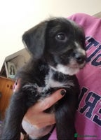 Jackapoo dogs - Advert 1