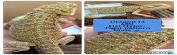 Bearded Dragon reptiles for sale: Baby Hypo Bearded Dragons - Advert 13