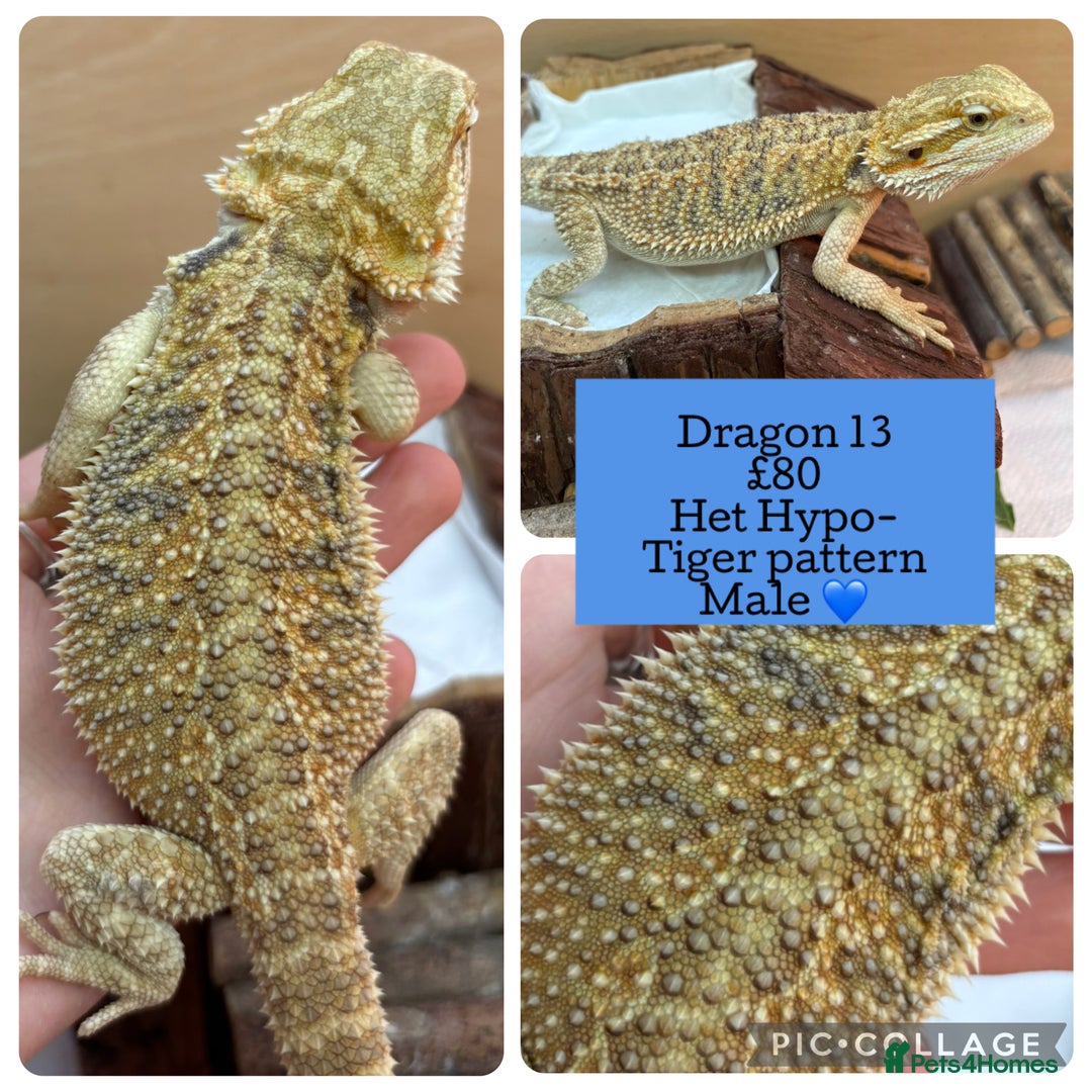 Bearded Dragon reptiles for sale: Baby Hypo Bearded Dragons - Advert 13
