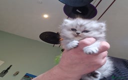 Persian cats for sale: Persian with Himalyan kitten  - Image 6