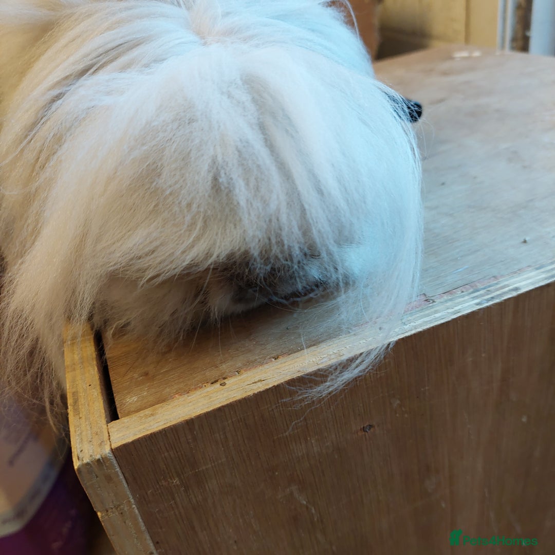 Mini Lion Lop rabbits for sale: Pure bred Dm mini lionlop buck  - Image 6