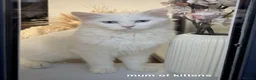 Mixed Breed cats for sale: 3 kittens available - Advert 4