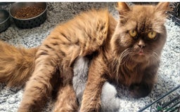 British Shorthair cats for sale: British blue shorthair female kitten - Image 8
