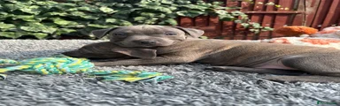 Staffordshire Bull Terrier 2
