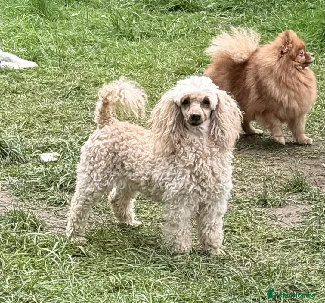 Miniature Poodle dogs for adoption: 🐾 AKSHIE – Female Poodle in West Malling - Advert 2