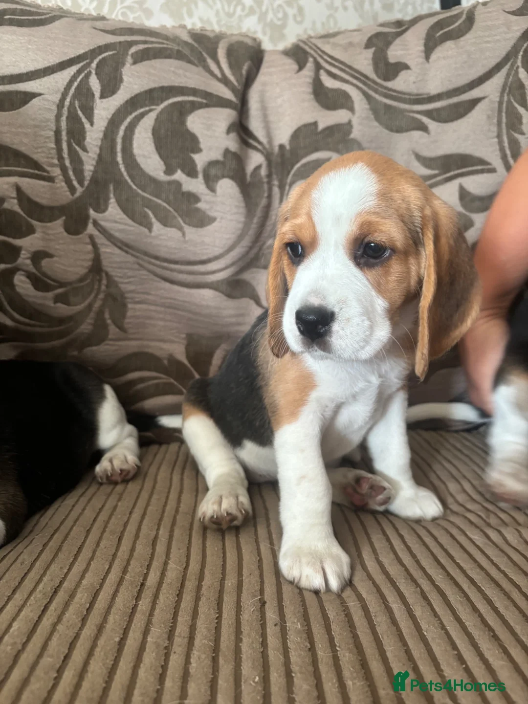 Beagle dogs for sale: Beautiful Beagles(last boy remaining) - Advert 2
