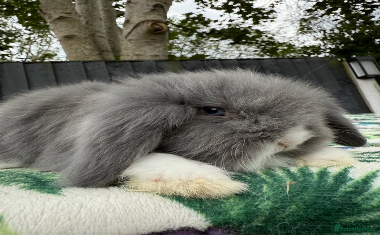 Mini Lion Lop rabbits - Advert 5