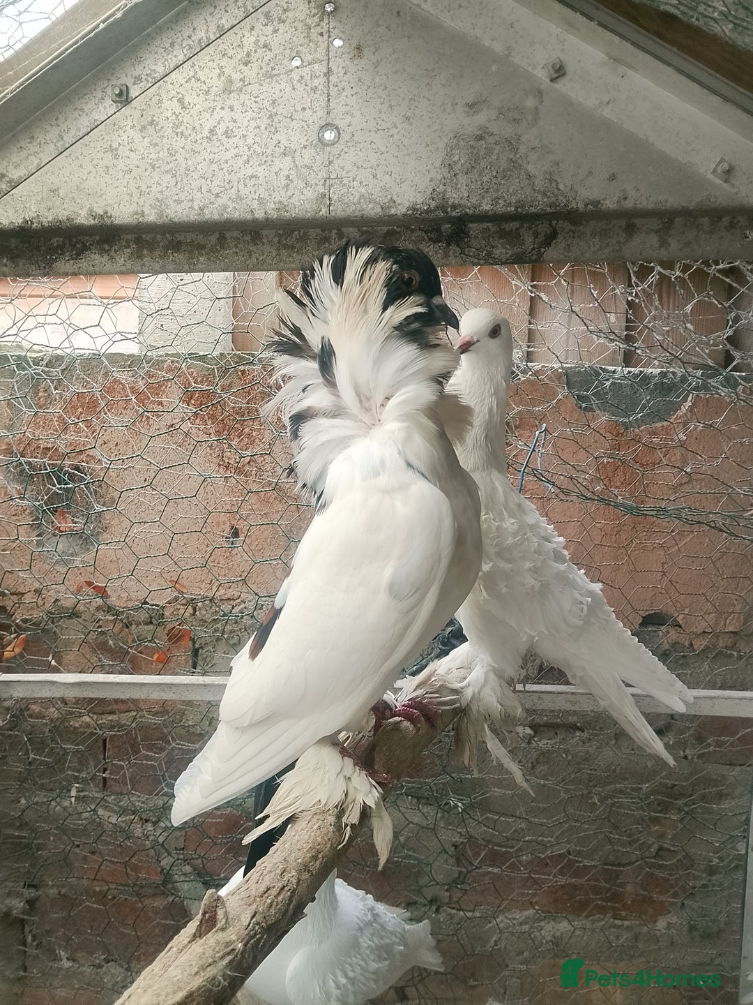 Pigeons birds for sale: Pigeon for sale - Advert 21