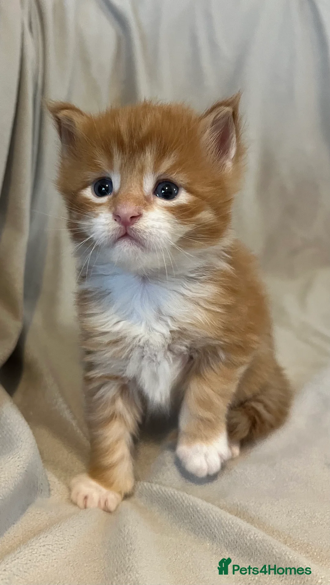 Maine Coon cats for sale: Beautiful and healthy litter of Maine coon kittens - Advert 22