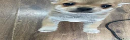 Pomchi dogs for sale: Pomchi puppies - Advert 2