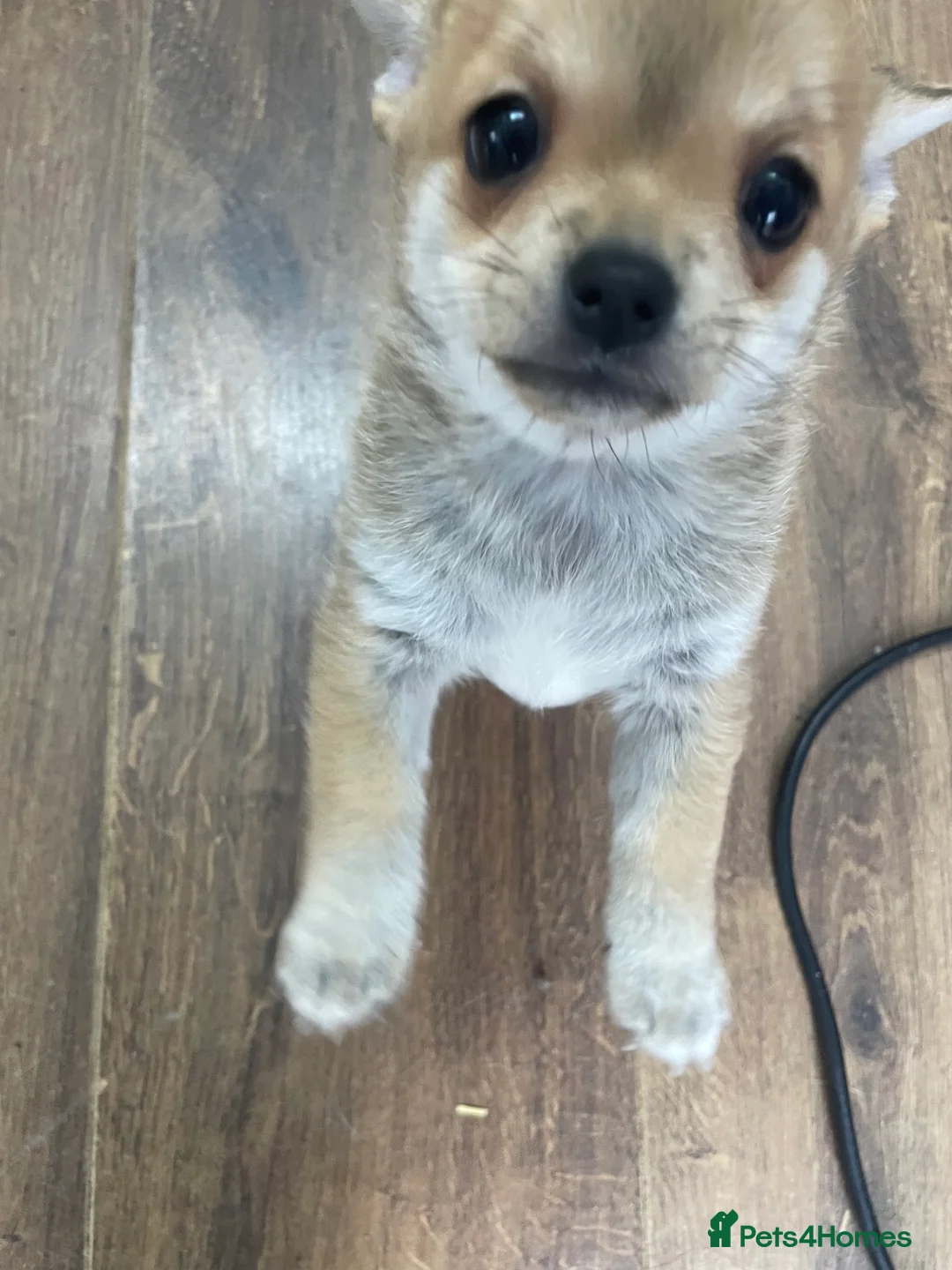 Pomchi dogs for sale: Pomchi puppies - Advert 2