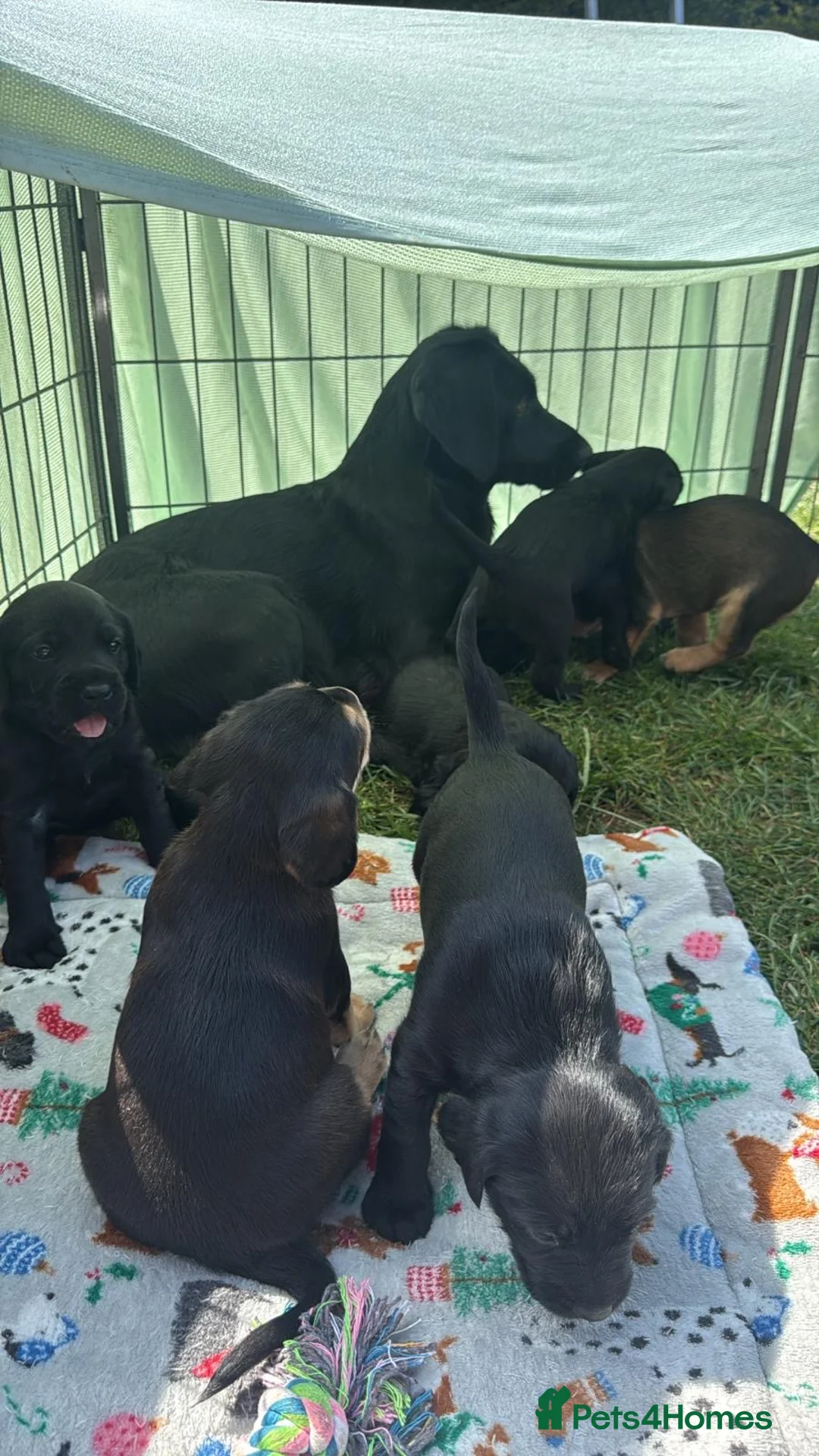Mixed Breed dogs for sale: 3 beautiful black springador x cockerdor puppies  - Advert 2