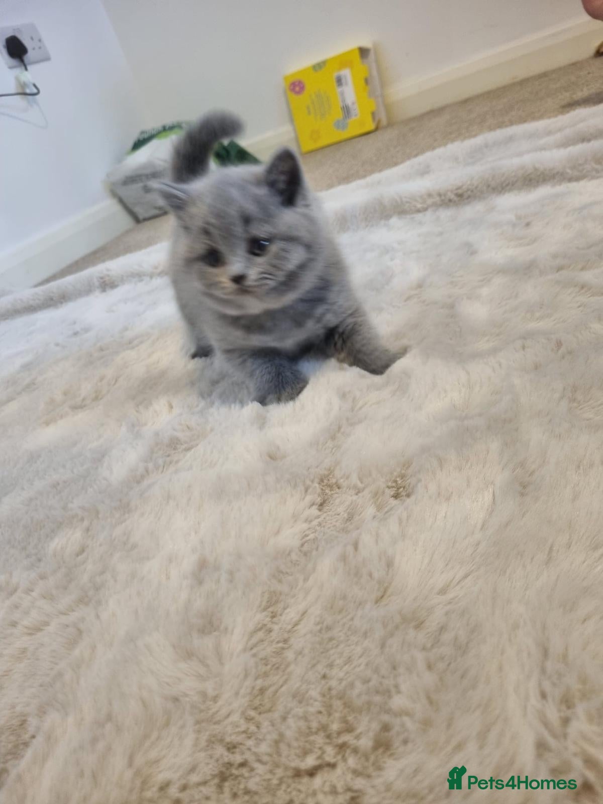 British Shorthair cats Beautiful GCCF Registered Kittens for Sale. - Advert 2