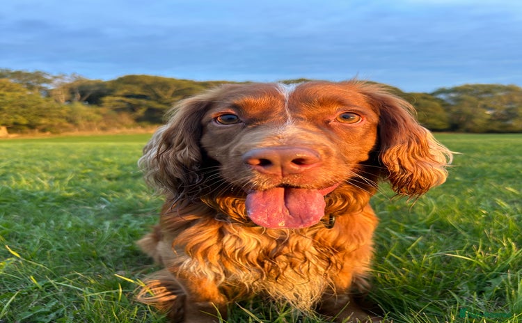 Cocker Spaniel dogs - Advert 1