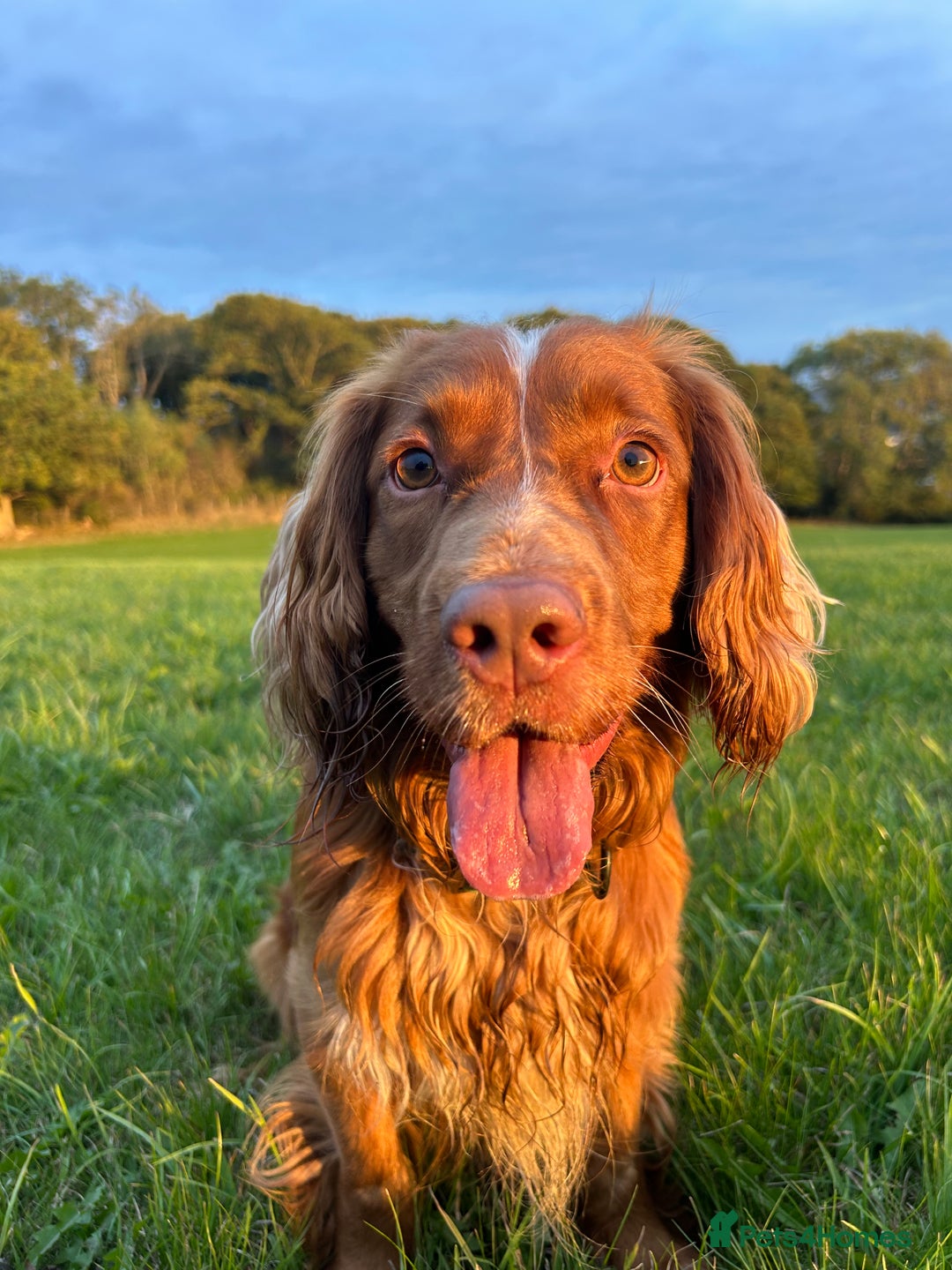 Cocker Spaniel dogs for sale: Working cocker spaniel (male) 4 years old - Image 1