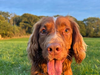 Cocker Spaniel dogs - Advert 31
