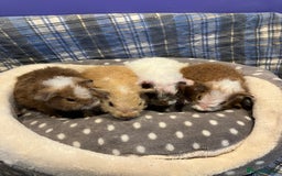 Guinea Pig rodents for sale: Lots of lovely baby guinea pigs - Image 4