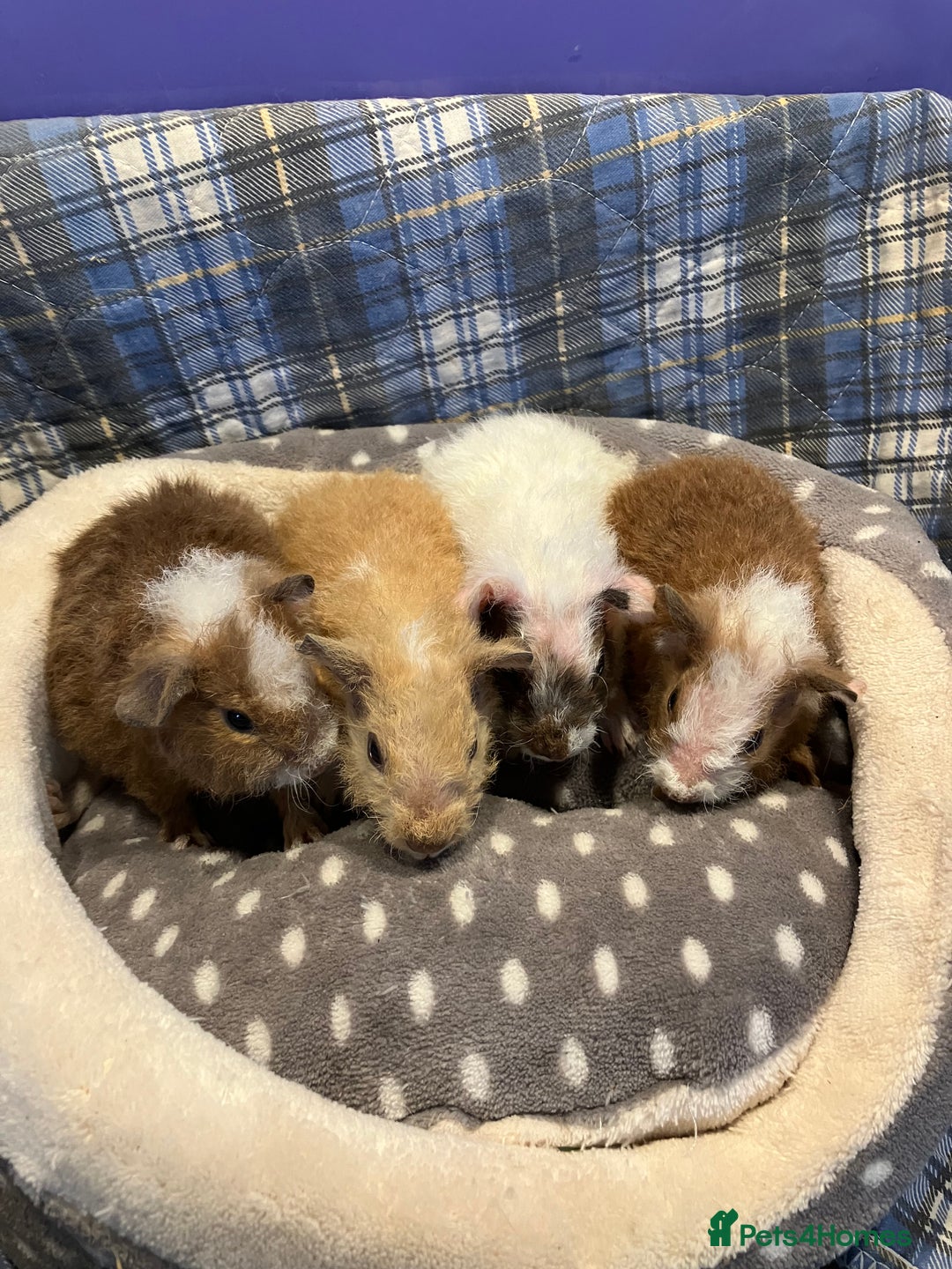 Guinea Pig rodents for sale: Lots of lovely baby guinea pigs - Image 4