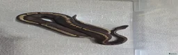 Python Snake reptiles for sale: Royal Python collection in Blackburn - Advert 5