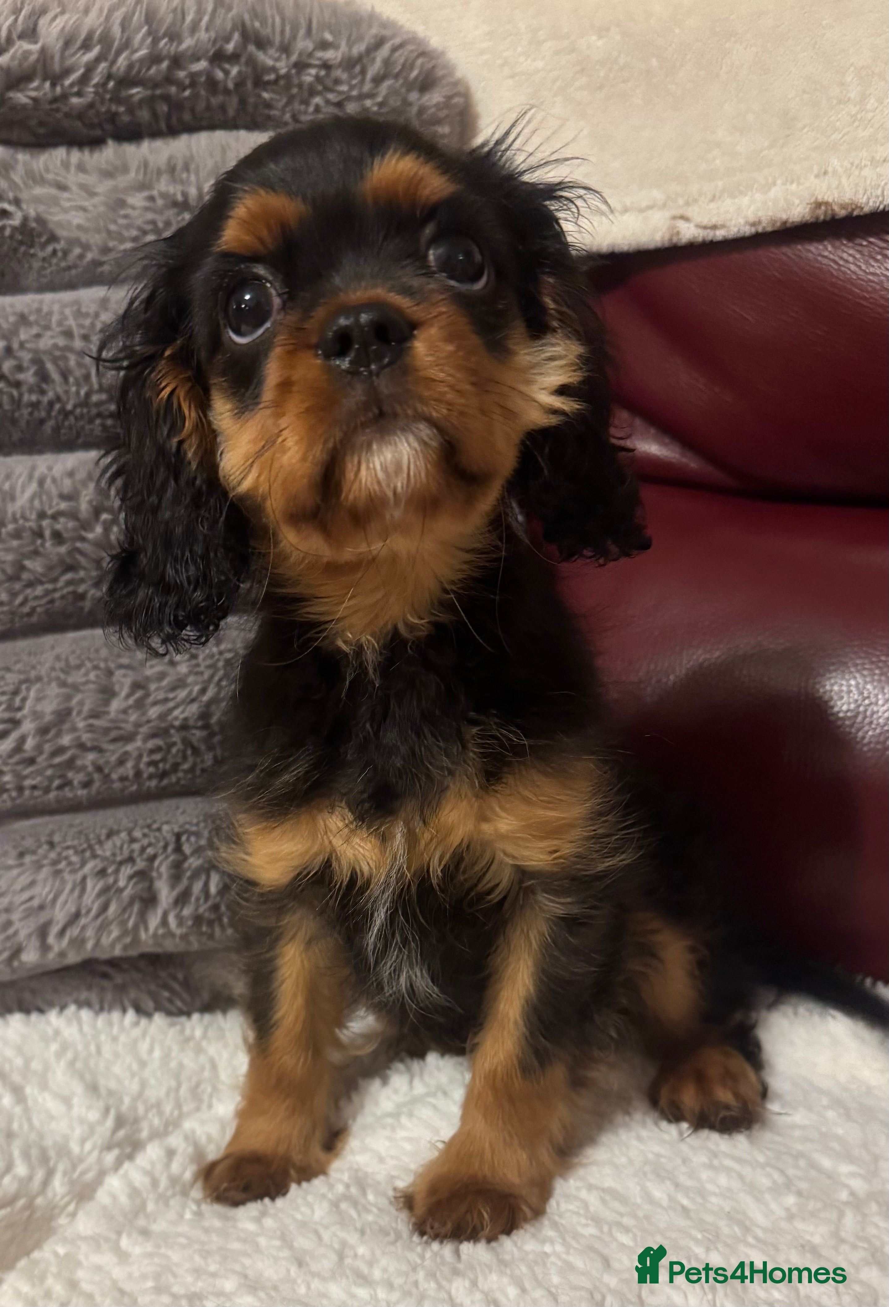 Cavalier King Charles Spaniel dogs KC REG Health tested one boy available now. - Advert 5