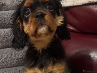 Cavalier King Charles Spaniel dogs KC REG Health tested one boy available now. - Advert 7