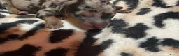 Dachshund dogs for sale: The Dapple Dachshunds Nottinghamshire  - Advert 20
