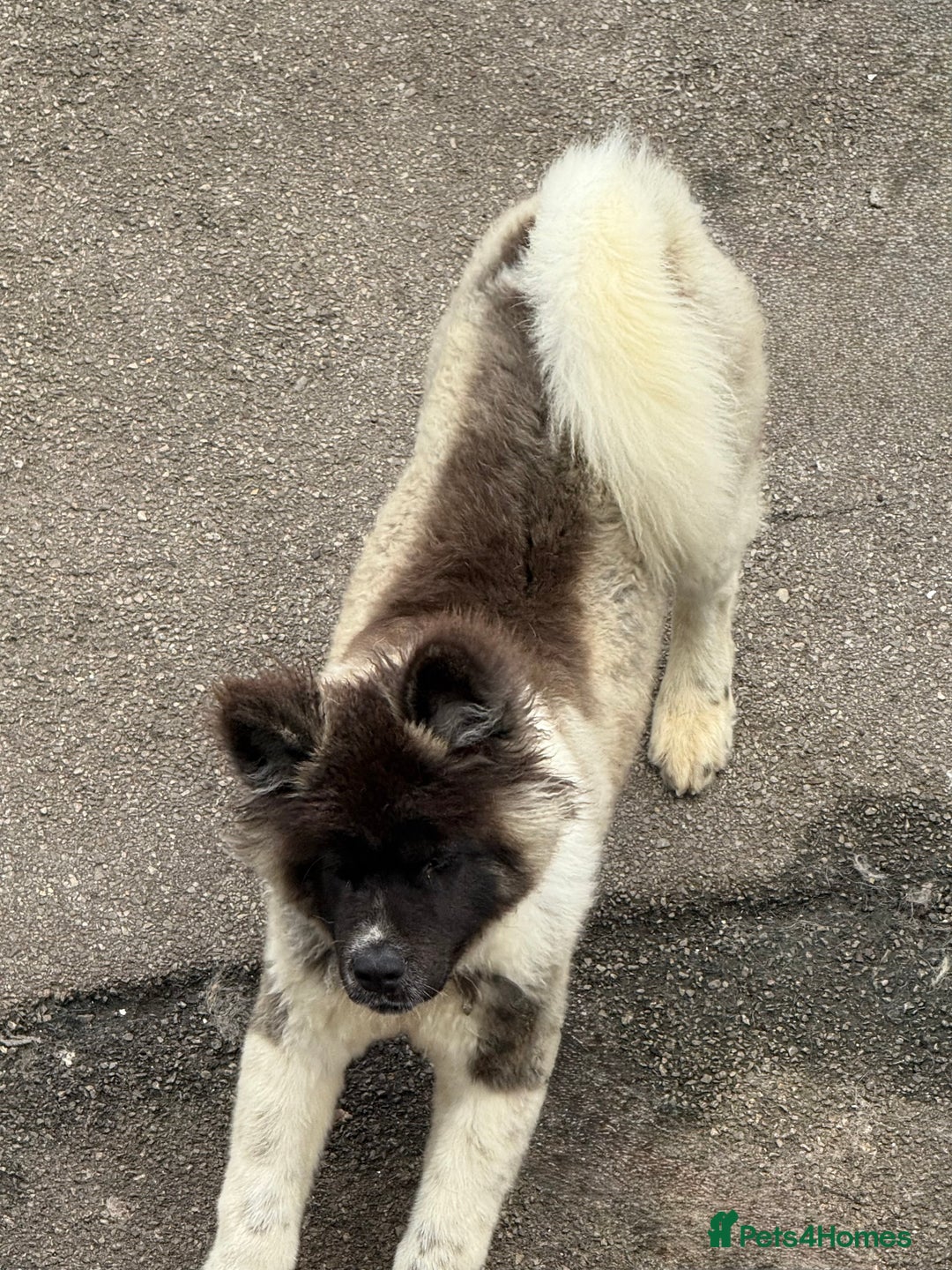Akita dogs for sale: Big bear head Akita 1 year old  - Advert 4