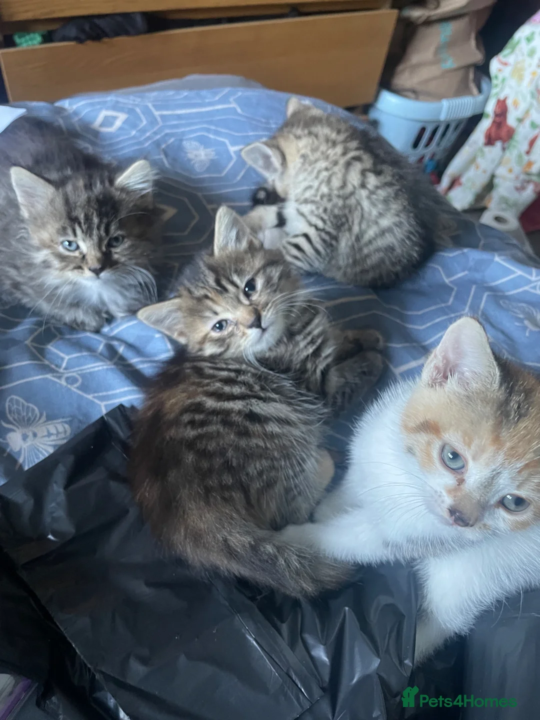 British Shorthair cats for sale: 3 tabby kittens 1 Calico kitten - Advert 2
