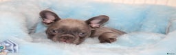 French Bulldog dogs for sale: Solid lilac French bulldog’s  - Advert 29