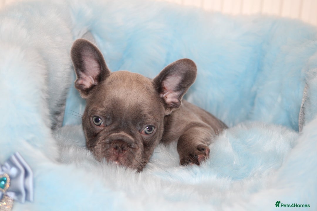 French Bulldog dogs for sale: Solid lilac French bulldog’s  - Advert 29