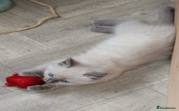 Ragdoll cats for sale: Ragdoll kittens  - Image 9