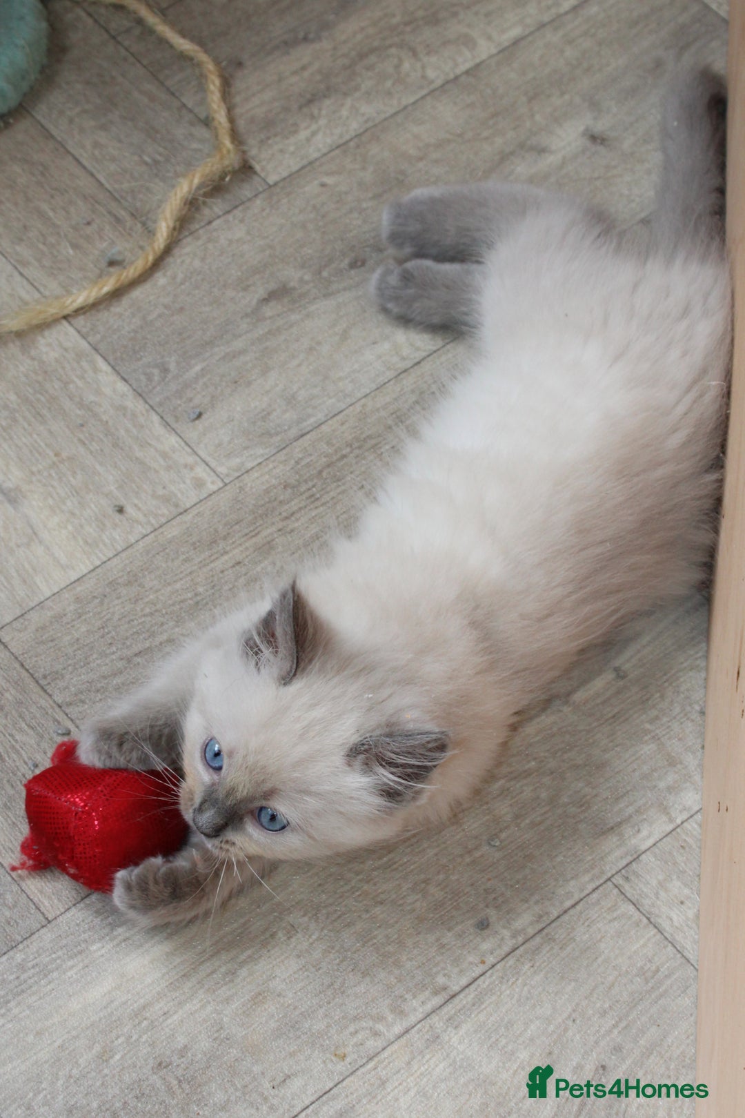 Ragdoll cats for sale: Ragdoll kittens  - Image 9