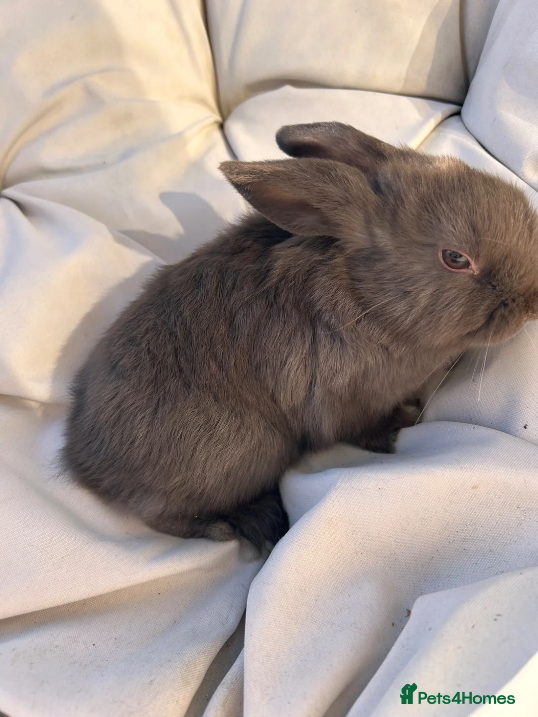 Mixed Breed rabbits for sale: Baby bunnies lol cross - Advert 2