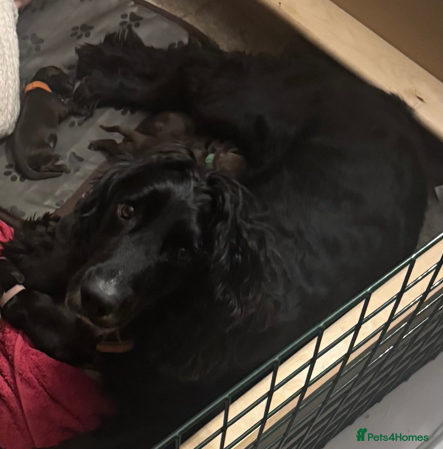 Sprocker dogs Sprocker Spaniel Puppies for Sale  - Advert 1