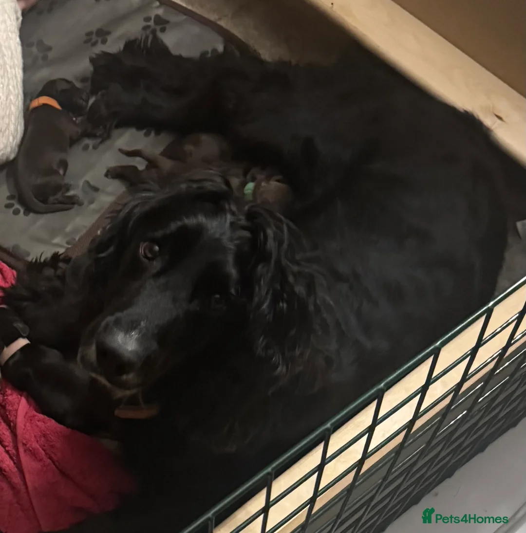 Sprocker dogs for sale: Sprocker Spaniel Puppies for Sale  - Advert 1