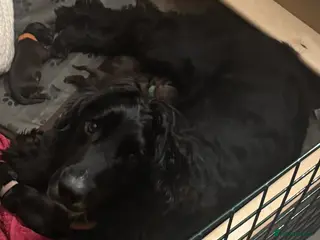 Sprocker dogs Sprocker Spaniel Puppies for Sale - Advert 1