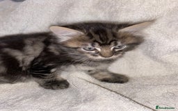 Bombay cats for sale: beautiful kittens looking for a happy safe home's  - Image 10