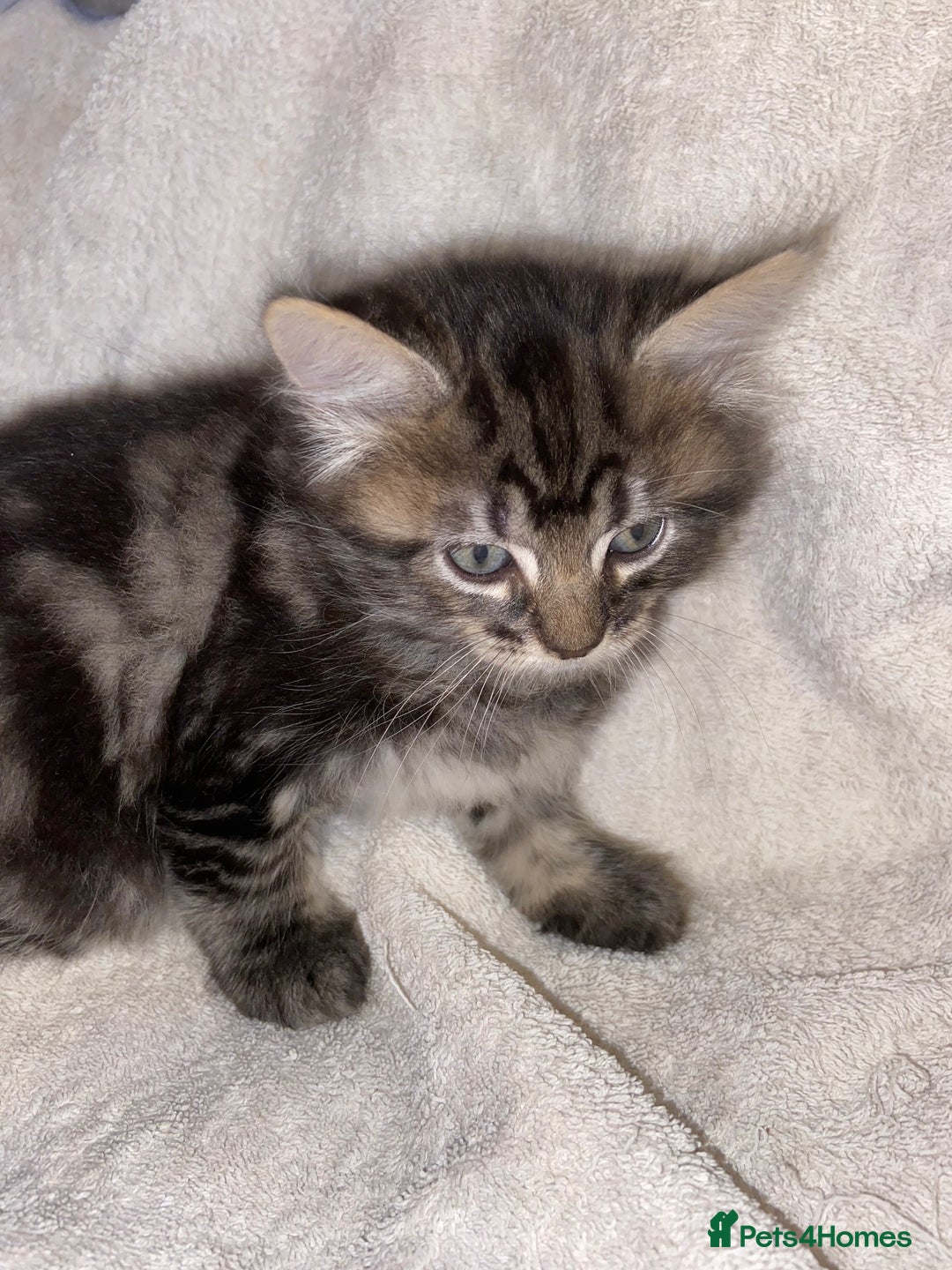 Bombay cats for sale: beautiful kittens looking for a happy safe home's  - Image 10