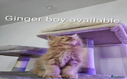 Maine Coon cats for sale: Pure Breed Maine Coon  - Image 9