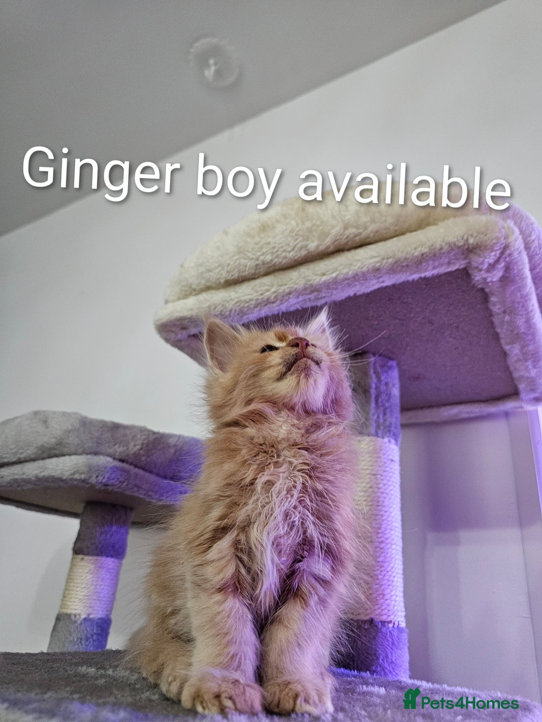Maine Coon cats for sale: Pure Breed Maine Coon  - Image 9