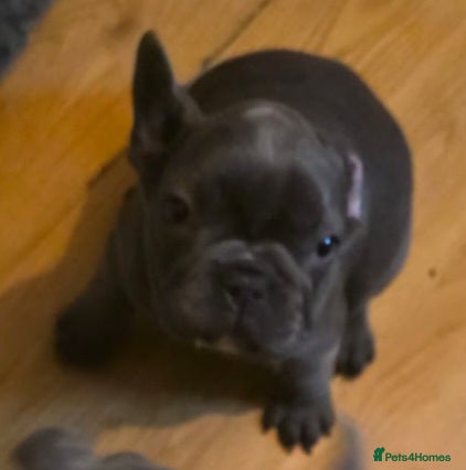 French Bulldog dogs Frenchie babies looking for their forever homes - Advert 2